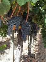 Grapes On The Vine In A California Vineyard photo