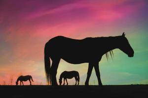 horse silhouette in the countryside and beautiful sunset background photo