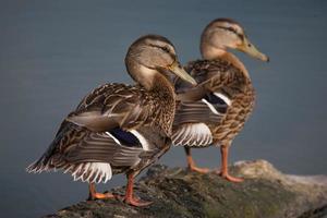 wild duck swims in the lake photo