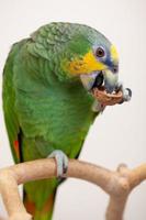 Amazon green parrot eating a nut walnut close up photo