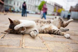 a beautiful cat lies on the ground covering its face with its paw photo