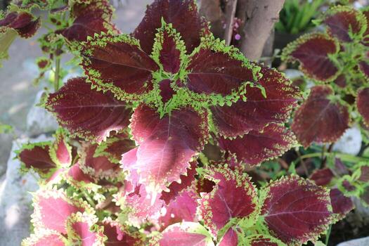 hermosa planta de hojas de mayana en el jardín foto