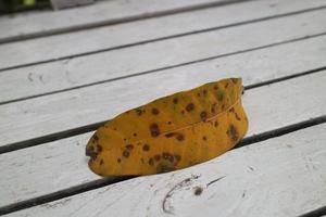 yellow dry leaves on a white wooden chair photo