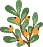 Floral element. Twig with leaves and berries png