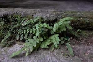 diseño creativo de primeros planos de árboles ornamentales con textura de fondo de hoja verde natural foto