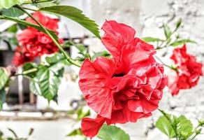 The red shoe flower grows fresh, beautiful, blooms with a natural green leaf background texture photo