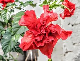 The red shoe flower grows fresh, beautiful, blooms with a natural green leaf background texture photo