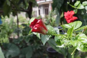 The red shoe flower grows fresh, beautiful, blooms with a natural green leaf background texture photo