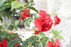 The red shoe flower grows fresh, beautiful, blooms with a natural green leaf background texture photo