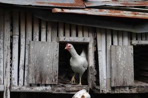 Pet chicken, a tame animal, has wings and lays eggs, with a texture of white fur photo