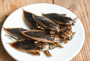 Giant water bug on white plate, water bug Lethocerus indicus - Belostomatidae photo