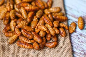 pupa sobre fondo de saco, gusanos de seda fritos - pupa frita para gusano de escarabajo de comida foto