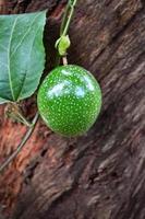 Green passion fruit on vine tree Scarletfruit passionflower - Passiflora foetida photo