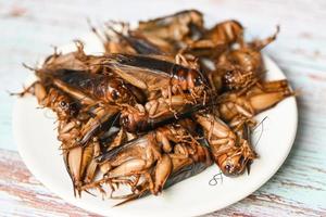 cricket insect on white plate background, cricket insect related to the grasshoppers for food in Asian photo