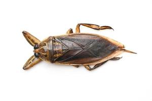 Giant water bug isolated on white background, water bug Lethocerus indicus - Belostomatidae photo