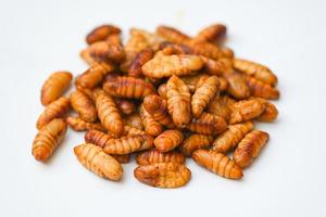 pupa on gray background, fry silk worms - fried pupa for food beetle worm photo