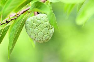 Manzana de azúcar fresca en el árbol en el jardín chirimoya de frutas tropicales sobre fondo verde de la naturaleza - annona sweetsop foto