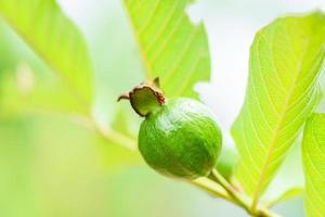 Fruta de guayaba en el árbol de guayaba en el fondo verde de la naturaleza foto