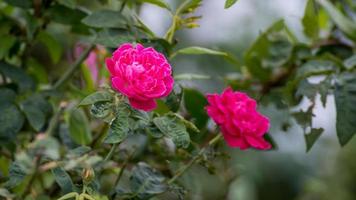 pink rose flower blooming in the garden photo