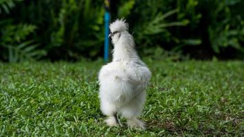 Silky or Chinese silk chicken walking on the field photo