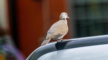 Zebra Dove, Barred Ground Dove, Peaceful Dove stand on the car photo