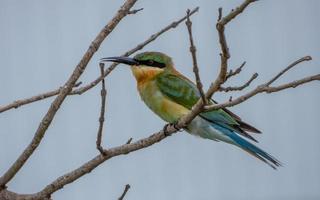 Chestnut headed Bee eater perched on tree in the garden photo