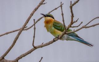Chestnut headed Bee eater perched on tree in the garden photo