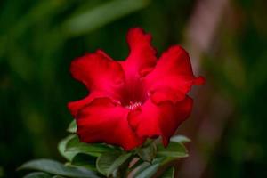 Adenium in a pot nature background photo