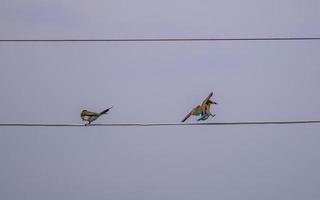 Chestnut headed Bee eater with an insect in its mouth photo