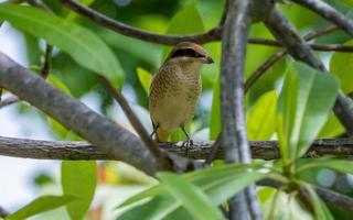 actuación en "The Shrike" marrón posado en un árbol en el jardín foto