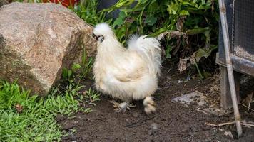 Silky or Chinese silk chicken walking on the field photo