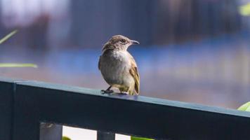 bulbul de orejas rayadas pararse en la cerca foto