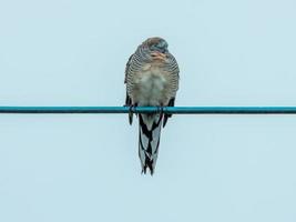 Zebra Dove, Barred Ground Dove, Peaceful Dove resting in the garden photo