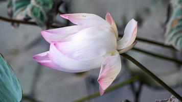 flor de loto que florece en el estanque foto