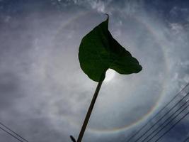 sun halo in the sky with leaf photo