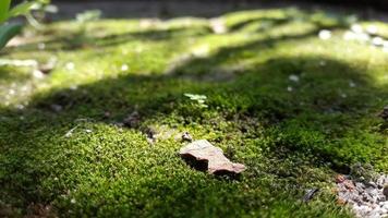 superficie de musgo verde cubierta por la sombra foto