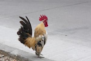 A rooster crowing on the sidewalk photo
