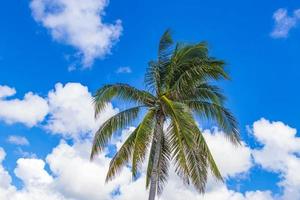 Tropical natural palm tree coconuts blue sky in Mexico. photo