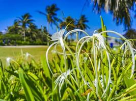 Hymenocallis caribaea caribbean spider-lily unique white flower Tulum Mexico. photo