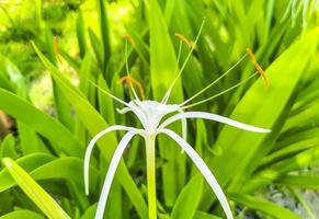 Hymenocallis caribaea caribbean spider-lily unique white flower Tulum Mexico. photo