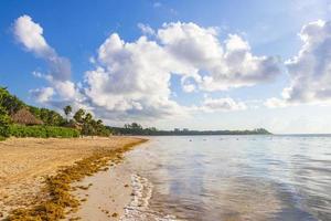 Tropical mexican beach water seaweed sargazo Playa del Carmen Mexico. photo