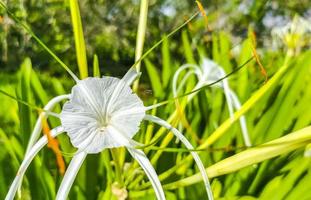 Hymenocallis caribaea caribbean spider-lily unique white flower Tulum Mexico. photo