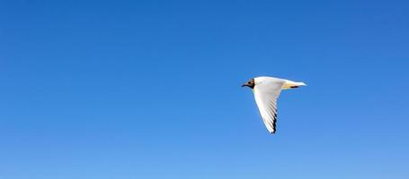 Seascape beach flying seagull on the North Sea coast Germany. photo