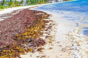 Tropical mexican beach water seaweed sargazo Playa del Carmen Mexico. photo