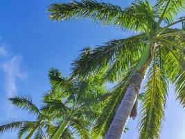 Tropical natural palm tree coconuts blue sky in Mexico. photo