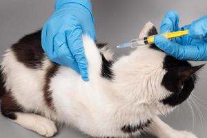 cat treatment at the veterinarian,doctor giving an injection to a kitten photo