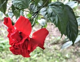 The red shoe flower grows fresh, beautiful, blooms with a natural green leaf background texture photo