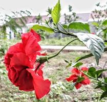The red shoe flower grows fresh, beautiful, blooms with a natural green leaf background texture photo
