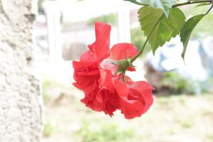 The red shoe flower grows fresh, beautiful, blooms with a natural green leaf background texture photo