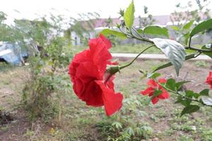 The red shoe flower grows fresh, beautiful, blooms with a natural green leaf background texture photo